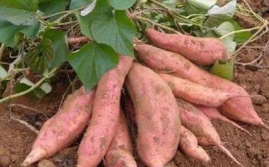 红薯秧苗为什么不结果,红薯生长时间长不结果(1)
