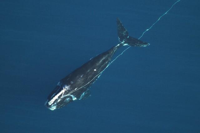 鲸落沉入海底需要多久,鲸落死后为什么沉入海底(1)