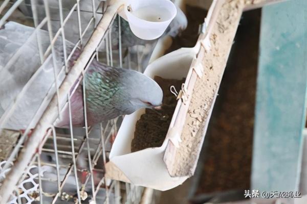 保健沙用什么材料做好鸽子吃的,鸽子保健砂的配方(2)