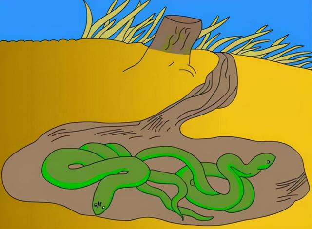 蛇是在什么地点睡觉的,蛇一般都住在什么地方(4)