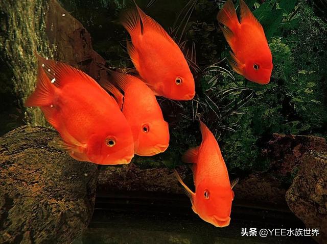刚买回来的小红鱼该怎么养,小红鱼怎么养才能长久(1)