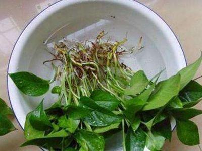 绿萝水培步骤,绿萝水培的正确养法(3)