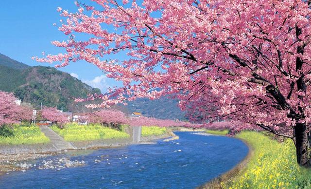 日本樱花哪里全年开放,日本的樱花在哪个地方(4)