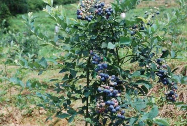 怎样知道蓝莓要浇水了,怎么判断蓝莓是否该浇水了(4)