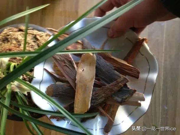 红豆杉皮可用什么替代,红豆杉皮正确使用方法(5)