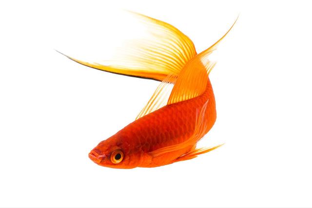 普通的小红鱼怎么养,观赏小红鱼怎么养(1)