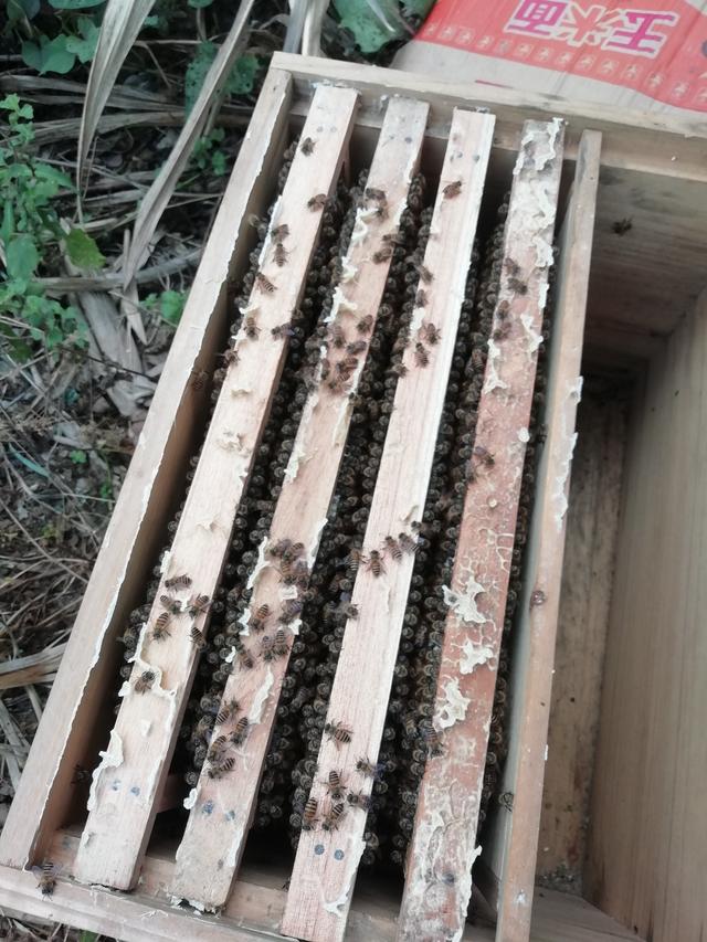野外怎样寻找蜂巢,怎样寻找到野蜂巢(1)