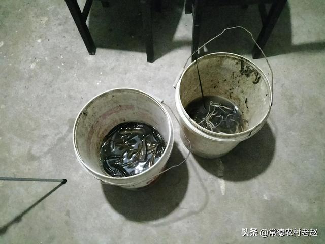 诱捕黄鳝泥鳅高效方法,中国最厉害的诱鱼剂(2)