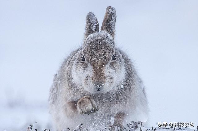 下雪天放兔夹能夹到兔子吗,抓兔子铁夹怎样用(4)