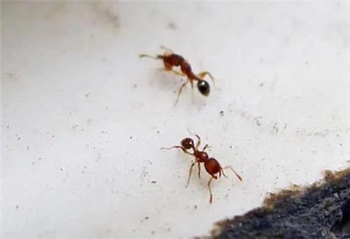屋里蚂蚁怎么彻底根除,去除屋里蚂蚁的方法(2)