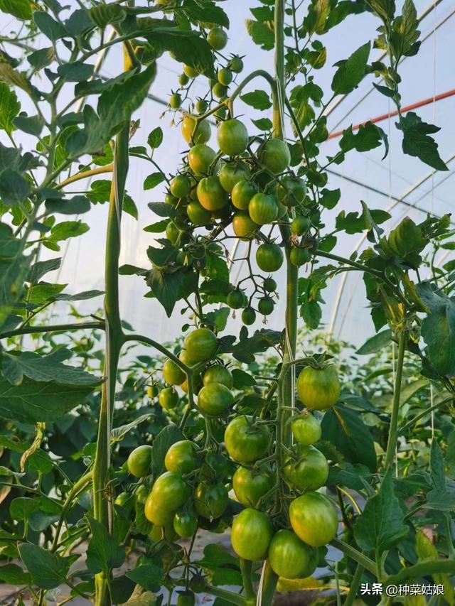樱桃番茄的种植技术和管理方法,樱桃番茄种植方法图解(3)