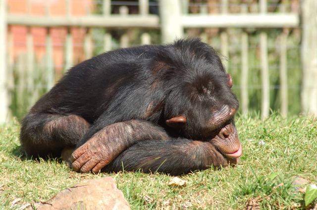 黑猩猩会吃掉老猩猩吗,黑猩猩为何捕食大猩猩(4)