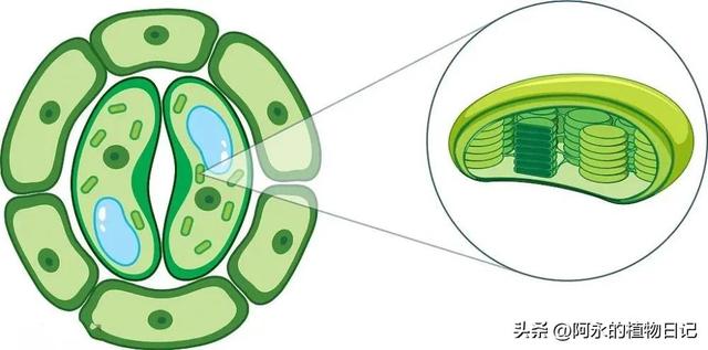 高尔基体在植物细胞中的作用,细胞里的高尔基体有什么作用(9)