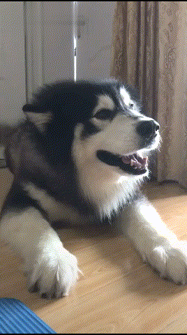 阿拉斯加犬能长几年,阿拉斯加犬长到几个月就不长了(1)