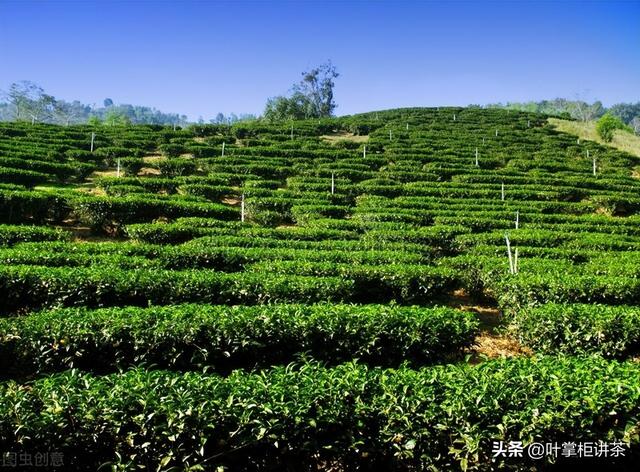 茶叶一般成熟多久,茶叶能成熟吗(2)