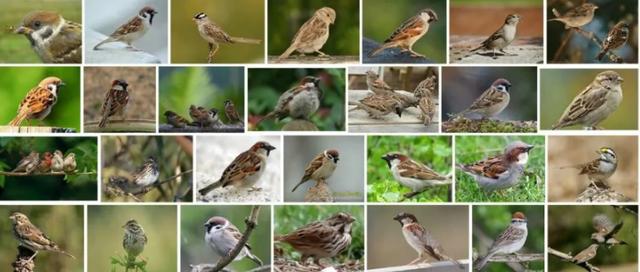 麻雀图片与山雀的区别,母麻雀和小麻雀有什么区别(3)