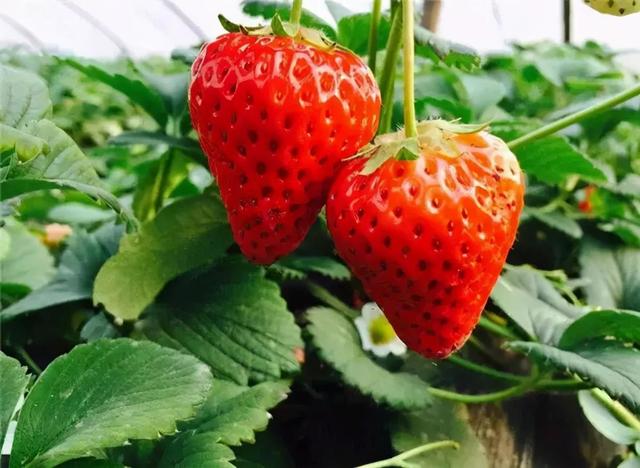 大棚草莓一年能结几茬,大棚草莓一般结几茬果(1)