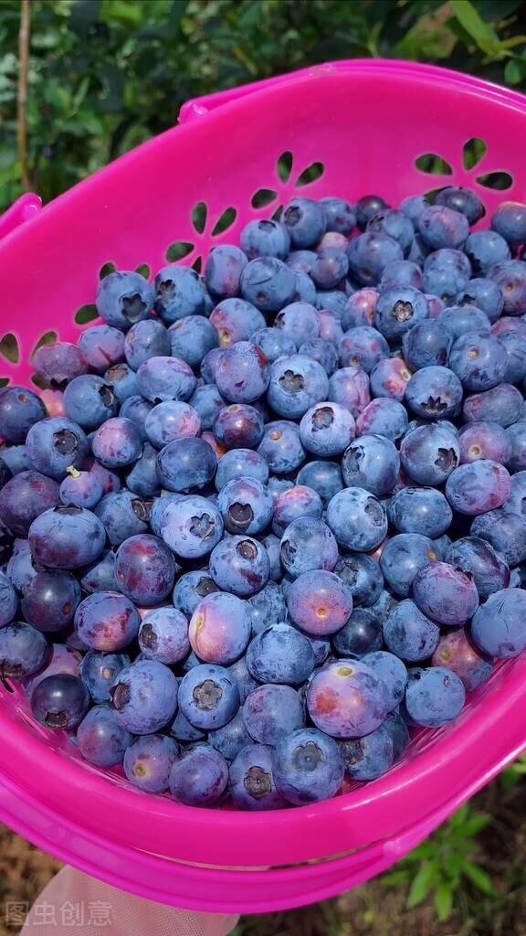 蓝莓的成熟日期是几月,蓝莓变色后大概多久成熟(2)