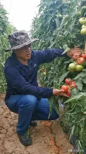 保护地番茄栽培技术,家庭番茄种植技术和管理技术培训(6)