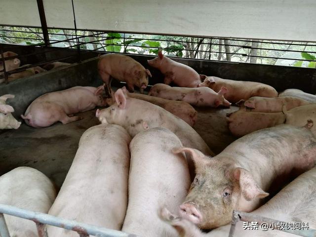 180斤猪一天喂几斤饲料,260斤的猪一天吃多少饲料(4)