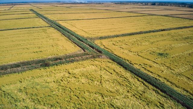 江西大型水稻种植户补贴,江西50亩以上种粮大户补贴多少(1)