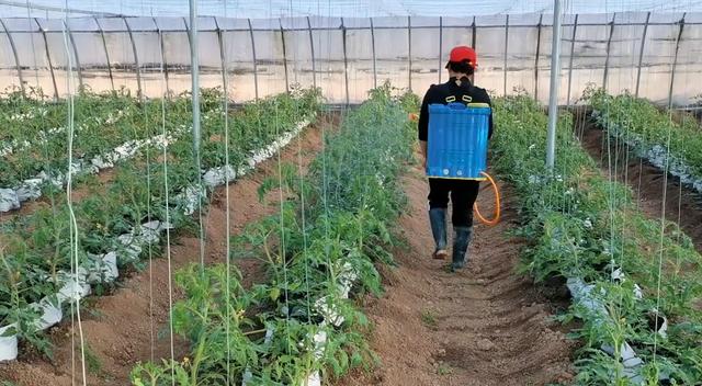 大棚种植的西红柿怎样控旺,大棚西红柿幼苗种植技术与管理(3)