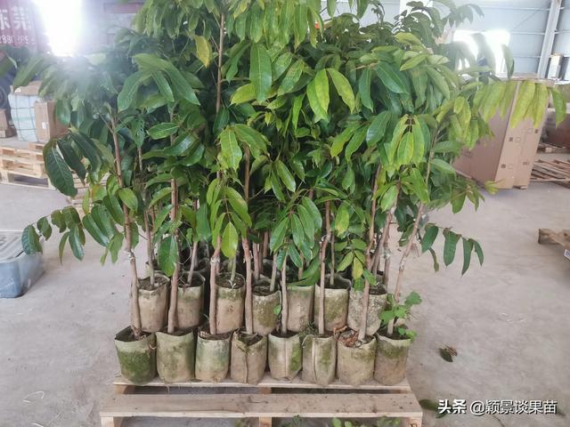 广西适合种植山竹吗,什么品种山竹适合广西桂林种植(3)