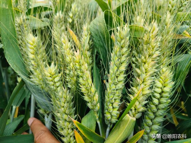 小麦早熟品种哪个最好,目前最早熟的小麦品种(3)