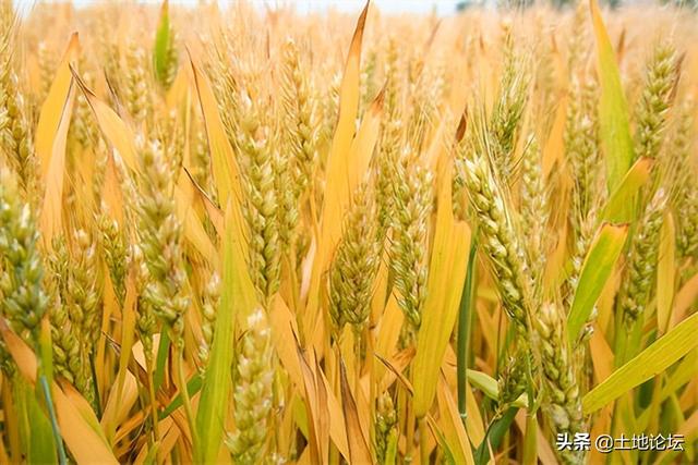 今年水稻国家保护价,最近十年水稻保护价(1)