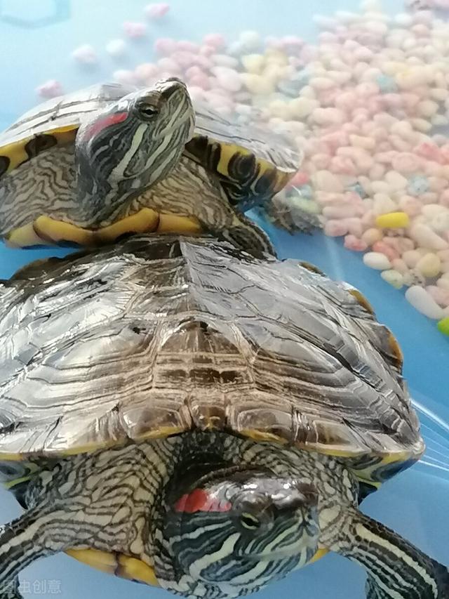巴西龟怎么冬眠最简单,巴西龟冬眠的正确方法图解(5)