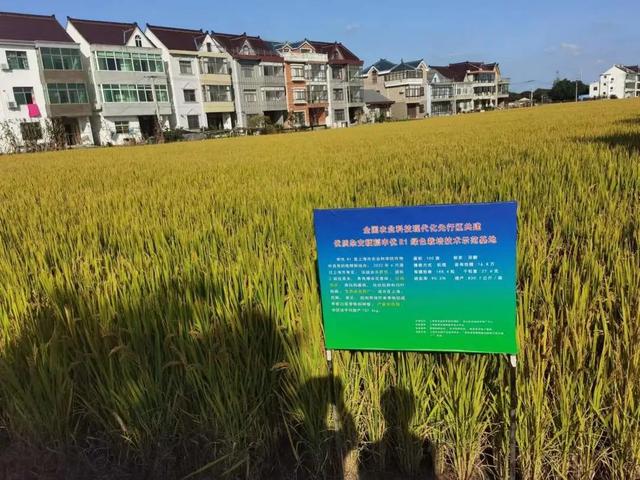 2022年水稻最好品种,谷神一号稻种(1)