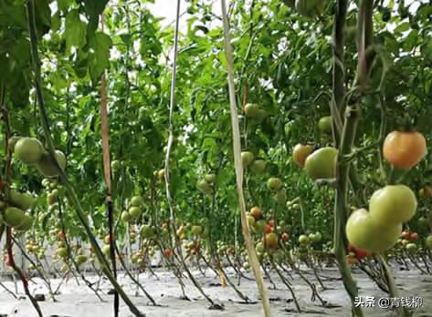 秋番茄的种植时间和方法,番茄的种植时间和技术(5)