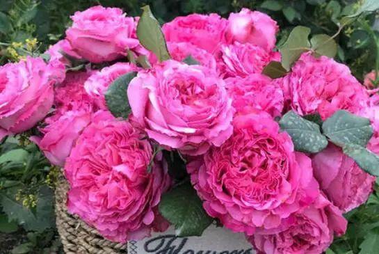 玫瑰花树的种植方法和注意事项,玫瑰最佳栽种时间(2)
