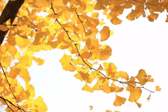 秋天的诗句简短有意境,秋天的好听的诗句(1)