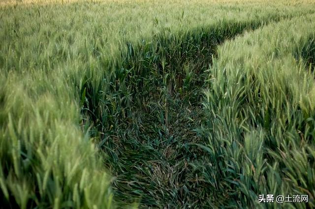 黑龙江冬小麦种植时间,黑龙江省小麦播种时间(1)