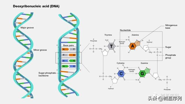 基因序列干什么的,自己的基因序列有什么用(1)