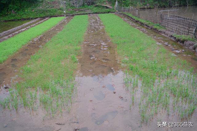 水稻幼苗结构图,水稻生长过程顺序图(2)
