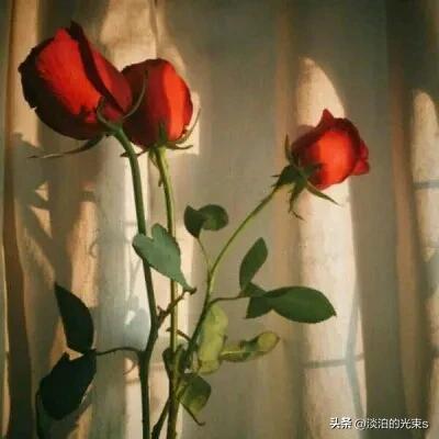玫瑰花带刺的伤感句子,关于玫瑰带刺的扎心句子(1)