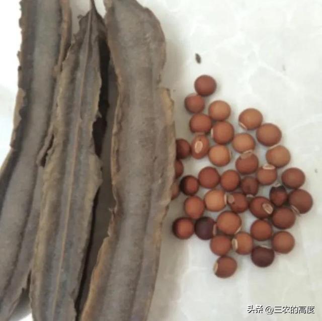四棱豆怎么种才结果多,为什么很少有四棱豆卖(6)