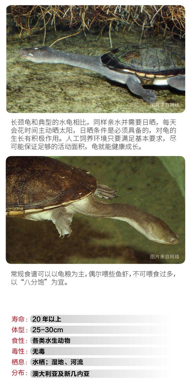 长颈龟饲养方法视频,长颈龟的饲养技巧(4)