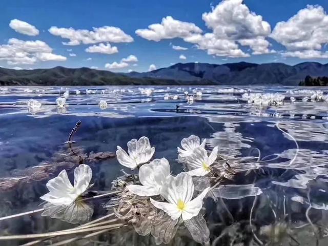 日本海藻花怎么种植,总结海藻花的养殖方法(2)