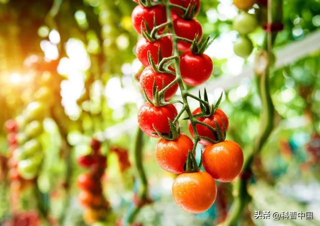 西红柿的营养成分表,番茄营养价值成分表(1)