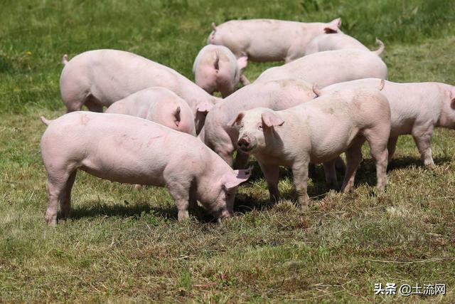 现在养猪有补贴吗,2022年建猪场政策(1)