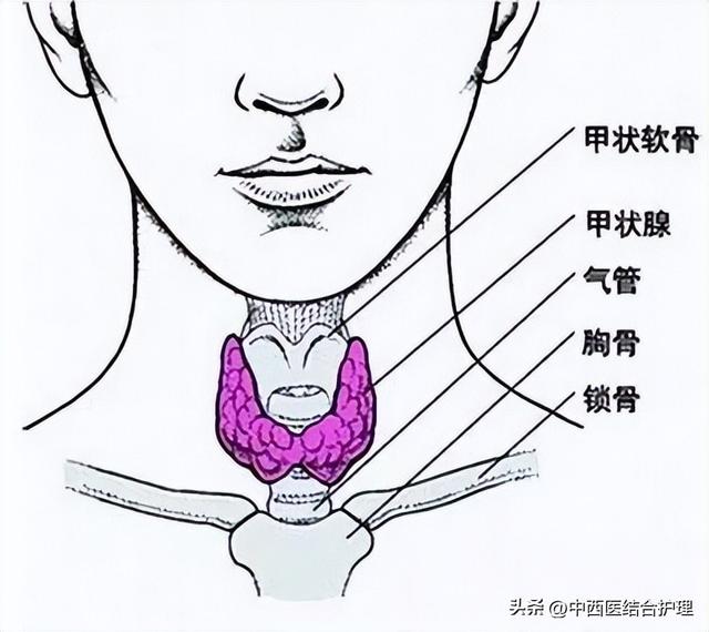 颈侧淋巴疏通的功效,疏通颈下淋巴的最佳方法(1)