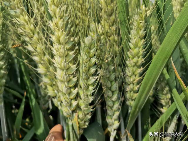 小麦播种一亩多少种子合适,小麦播种每亩多少斤种子最好(4)