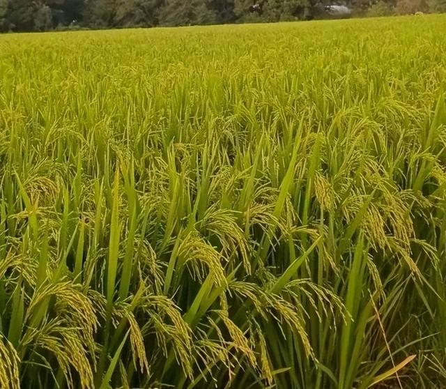 特大穗水稻新品种,2023年水稻最好种子(5)