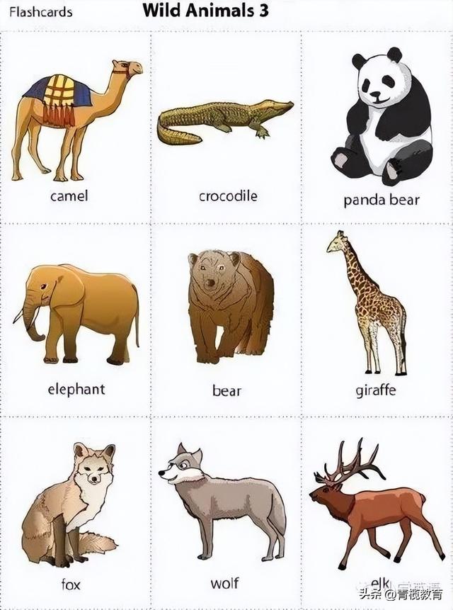 100个动物的英文名,很多动物的英文名字(4)