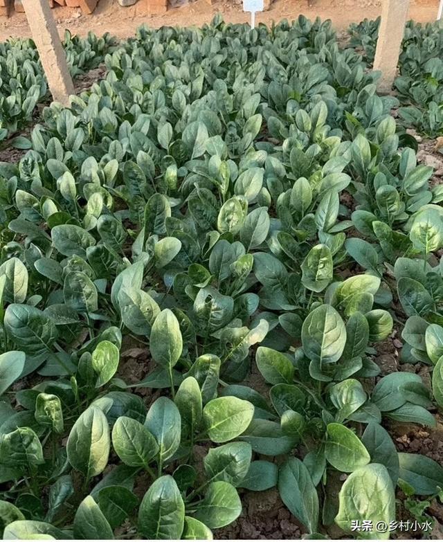菠菜十一月能种吗,立冬还能种菠菜吗(2)
