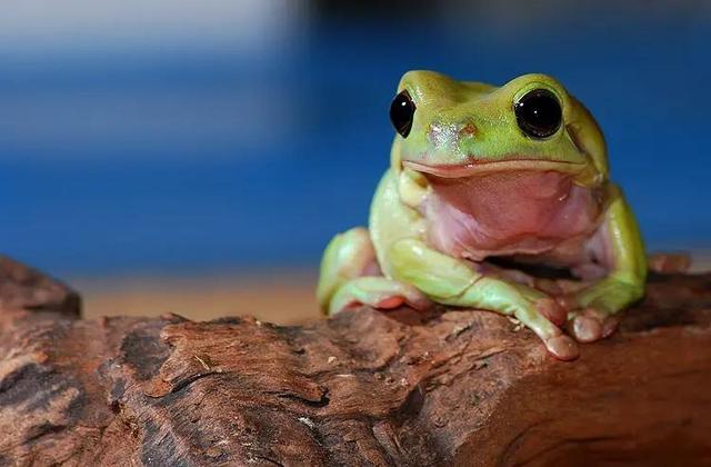 家养宠物蛙图片,哪种宠物蛙好养(4)
