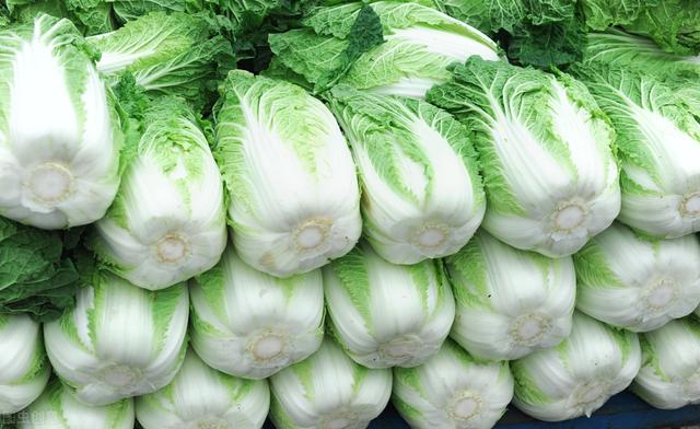 大量大白菜冬天储存方法,大量大白菜怎么保存能过冬(1)